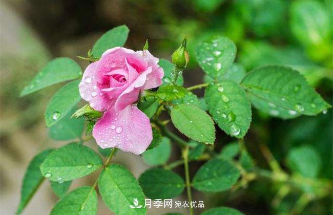 月季花的花語是什么？月季花的寓意和象征(圖2)