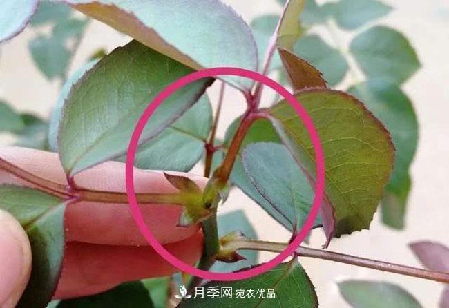 月季盲芽怎么修剪？(圖1)