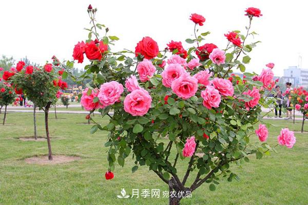 月季樹多少錢一株？南陽2020年月季樹價格(圖1)