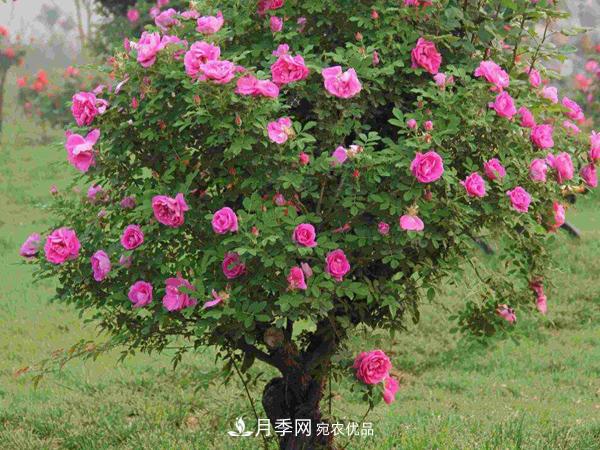 月季樹多少錢一株？南陽2020年月季樹價格(圖2)
