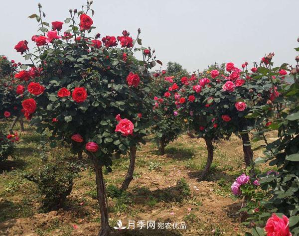 月季樹多少錢一株？南陽2020年月季樹價格(圖4)