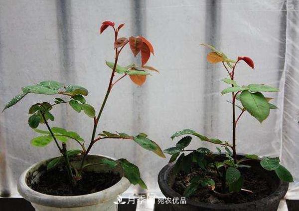 月季花幼苗怎樣栽培？月季苗種植方法(圖3)