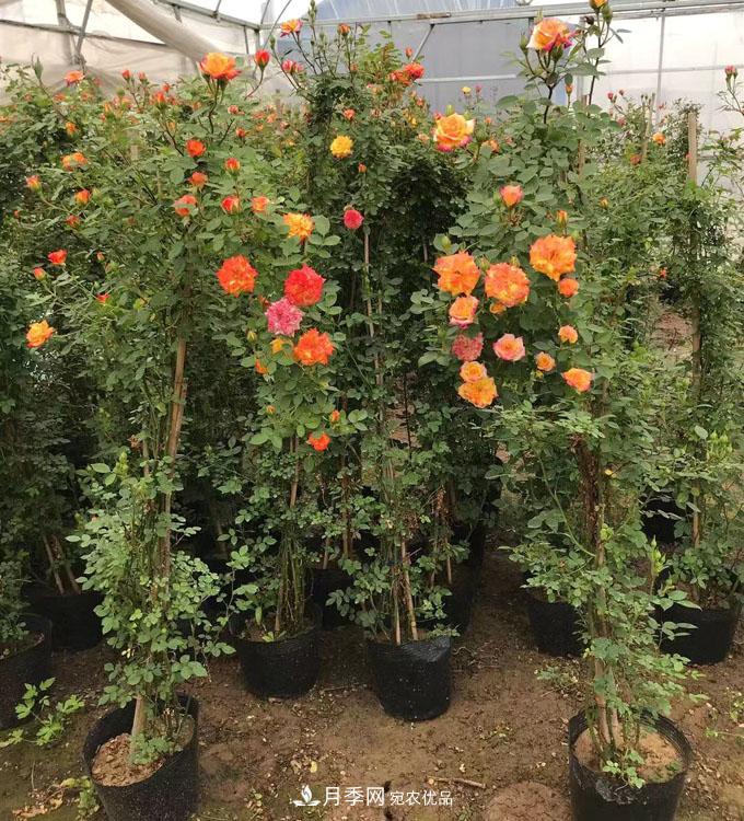 基地直供造型月季花瓶、月季花球、月季花柱批發(fā)價(jià)格(圖4)