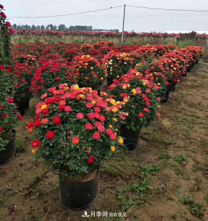 基地直供造型月季花瓶、月季花球、月季花柱批發(fā)價(jià)格(圖1)