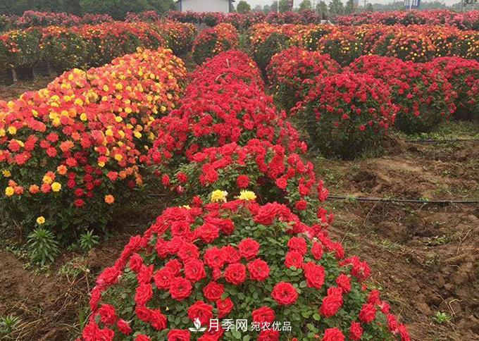 基地直供造型月季花瓶、月季花球、月季花柱批發(fā)價(jià)格(圖3)