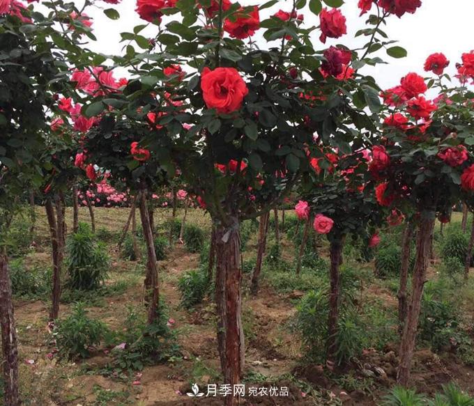 基地直供造型月季花瓶、月季花球、月季花柱批發(fā)價(jià)格(圖2)