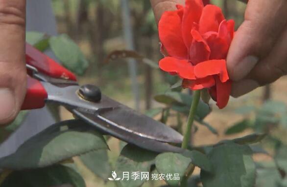 樹狀月季門道多，南陽樹狀月季怎樣種植？月季冠幅小、偏冠是啥原因？(圖4)