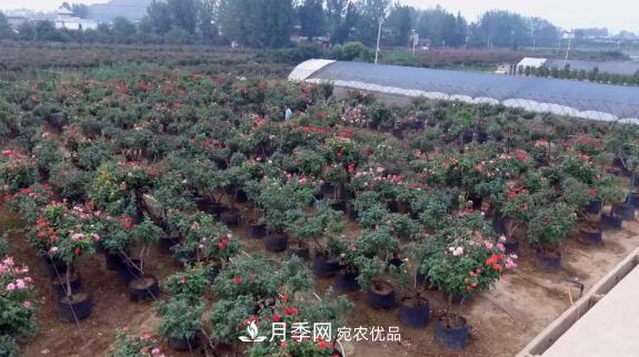 樹狀月季門道多，南陽樹狀月季怎樣種植？月季冠幅小、偏冠是啥原因？(圖2)