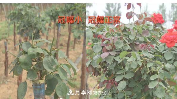 樹狀月季門道多，南陽樹狀月季怎樣種植？月季冠幅小、偏冠是啥原因？(圖1)