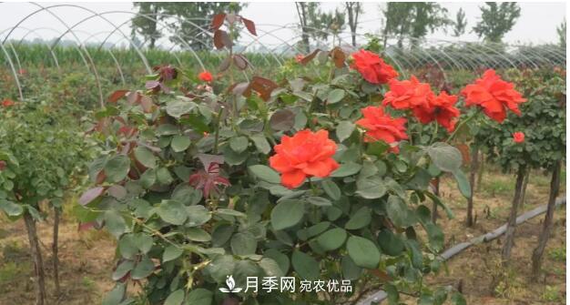 樹狀月季門道多，南陽樹狀月季怎樣種植？月季冠幅小、偏冠是啥原因？(圖3)