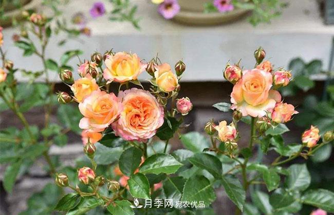 營(yíng)養(yǎng)缽月季多少錢一棵？營(yíng)養(yǎng)缽月季怎么緩苗？(圖1)