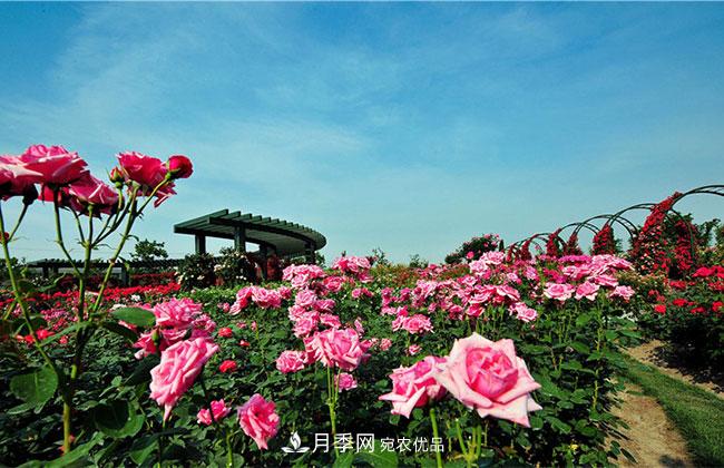營(yíng)養(yǎng)缽月季多少錢一棵？營(yíng)養(yǎng)缽月季怎么緩苗？(圖4)