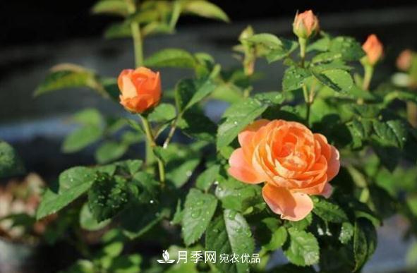 月季網(wǎng)，月季花秋季施肥方法(圖1)