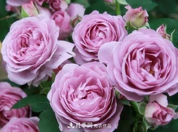 月季網(wǎng)，月季花秋季施肥方法(圖2)