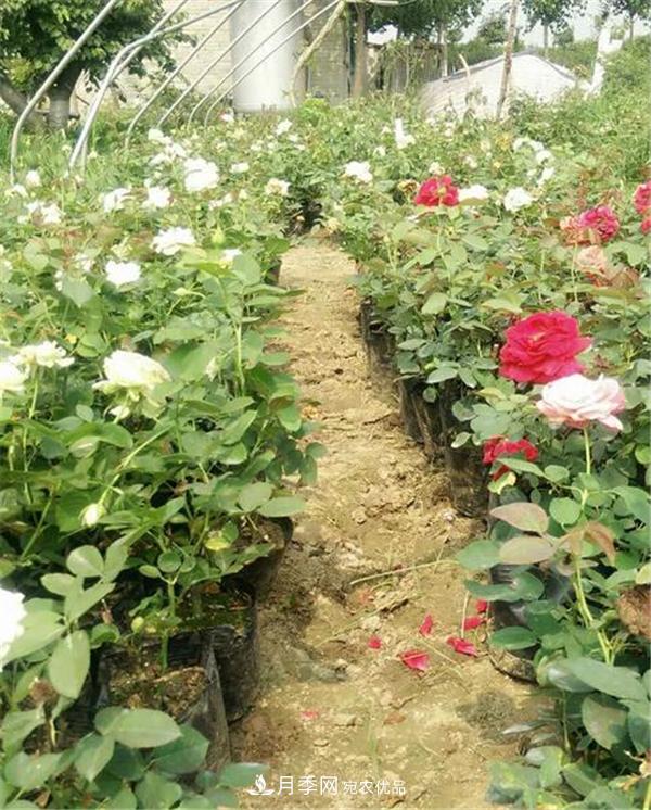 南陽(yáng)月季花營(yíng)養(yǎng)缽苗如何養(yǎng)？?jī)r(jià)格多少錢？(圖1)