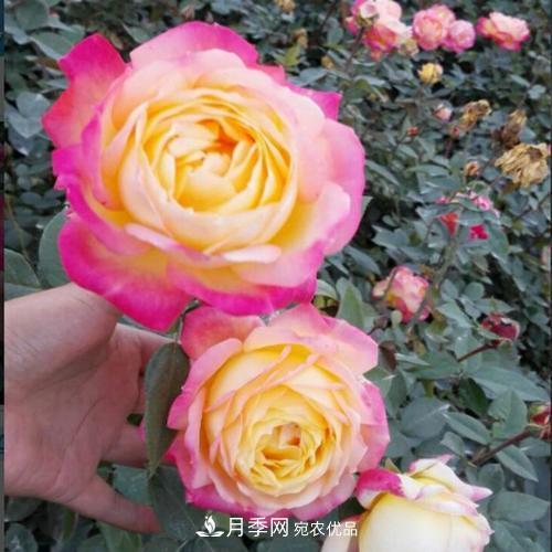 分享10種大花月季，每一款開花鮮艷香味清新(圖2)