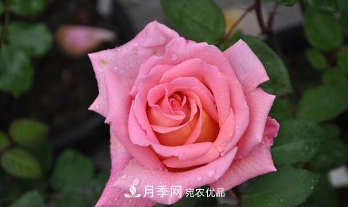 分享10種大花月季，每一款開花鮮艷香味清新(圖5)