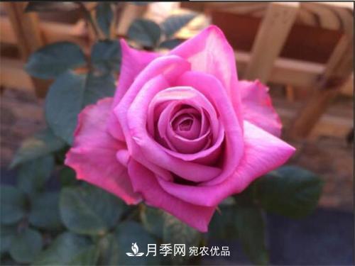 分享10種大花月季，每一款開花鮮艷香味清新(圖8)