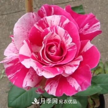 分享10種大花月季，每一款開花鮮艷香味清新(圖10)