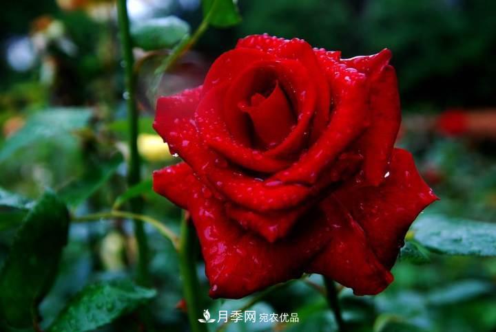 月季花這樣管理，一年開兩次花(圖1)