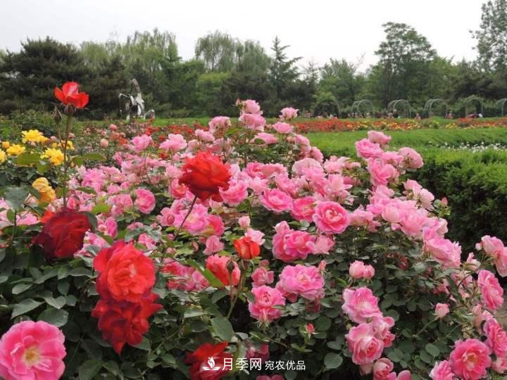 月季花這樣管理，一年開兩次花(圖2)