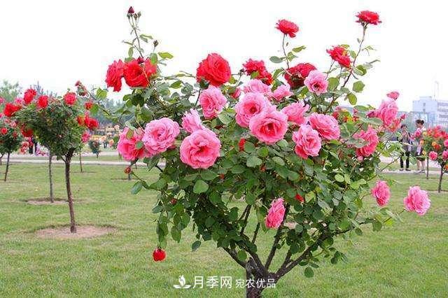 月季花這樣管理，一年開兩次花(圖3)