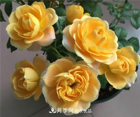 這6種月季花，四季開花不斷，又大又美，值得入手(圖1)