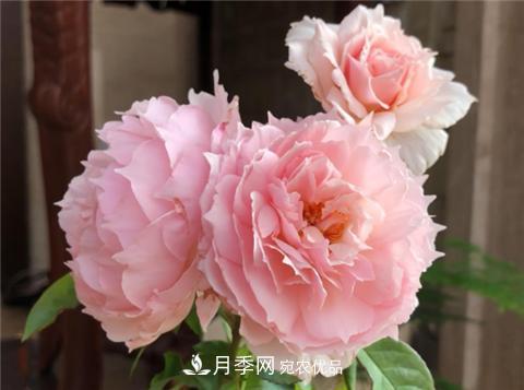 這6種月季花，四季開花不斷，又大又美，值得入手(圖2)