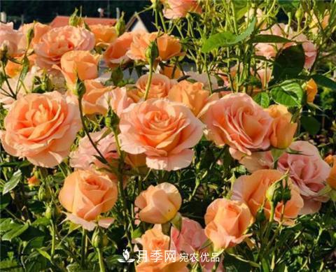 這6種月季花，四季開花不斷，又大又美，值得入手(圖5)