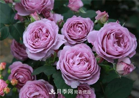 這6種月季花，四季開花不斷，又大又美，值得入手(圖3)