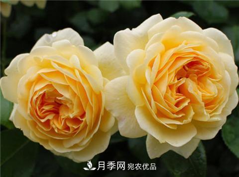這6種月季花，四季開花不斷，又大又美，值得入手(圖4)