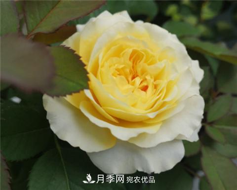 這6種月季花，四季開花不斷，又大又美，值得入手(圖8)