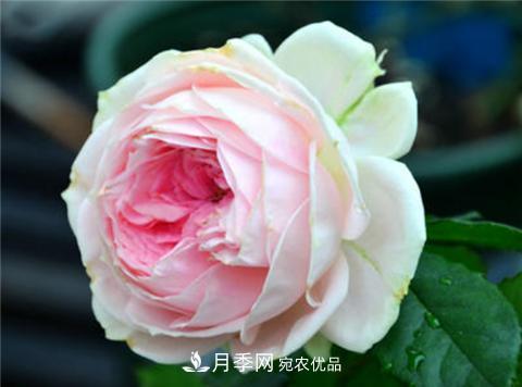 這6種月季花，四季開花不斷，又大又美，值得入手(圖7)