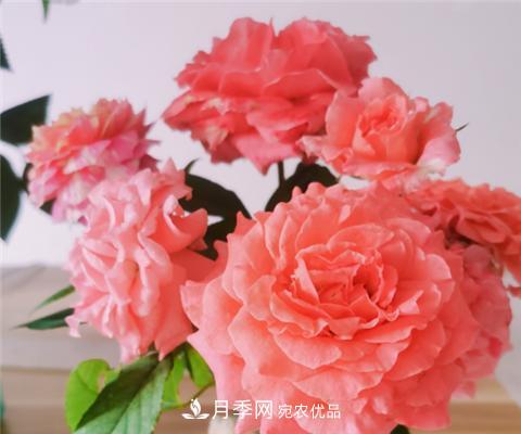 這6種月季花，四季開花不斷，又大又美，值得入手(圖6)