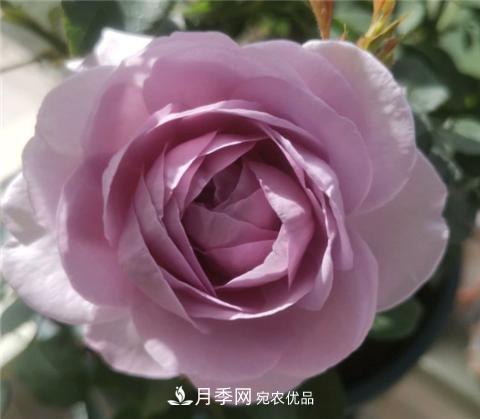 這6種月季花，四季開花不斷，又大又美，值得入手(圖10)