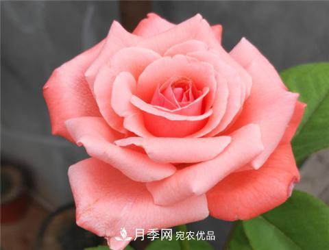 這6種月季花，四季開花不斷，又大又美，值得入手(圖11)