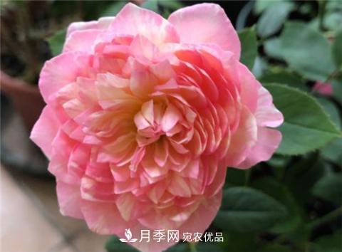 這6種月季花，四季開花不斷，又大又美，值得入手(圖9)