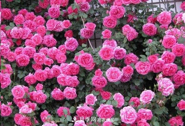 廣東種月季，首選這15種，一年花開10個月！(圖2)