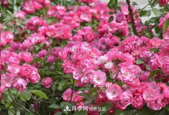 廣東種月季，首選這15種，一年花開10個月！(圖4)