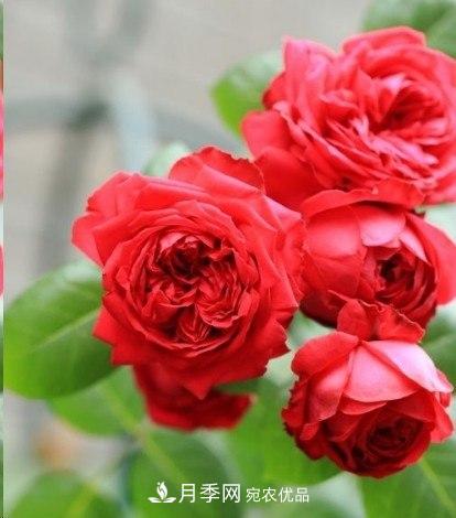 廣東種月季，首選這15種，一年花開10個月！(圖3)