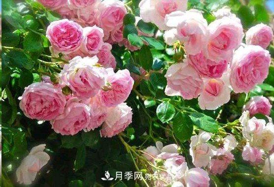 廣東種月季，首選這15種，一年花開10個月！(圖6)