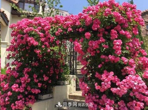 廣東種月季，首選這15種，一年花開10個月！(圖5)