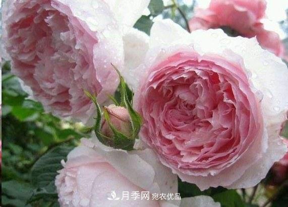 廣東種月季，首選這15種，一年花開10個月！(圖7)