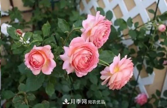 廣東種月季，首選這15種，一年花開10個月！(圖9)