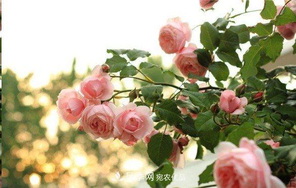 廣東種月季，首選這15種，一年花開10個月！(圖8)
