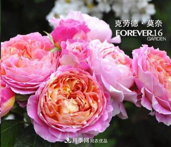 廣東種月季，首選這15種，一年花開10個月！(圖11)
