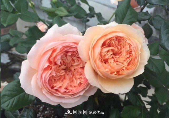 廣東種月季，首選這15種，一年花開10個月！(圖12)