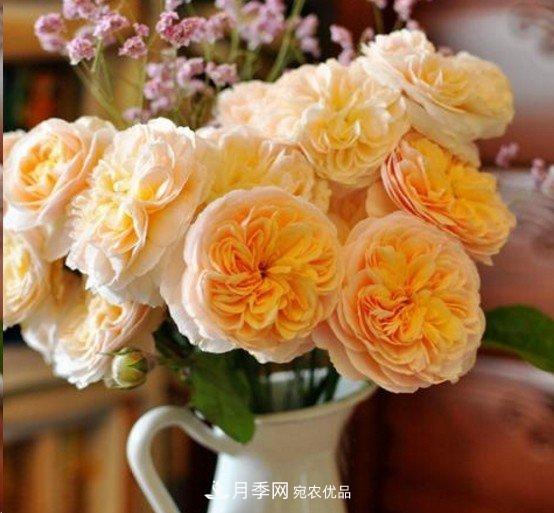 廣東種月季，首選這15種，一年花開10個月！(圖10)