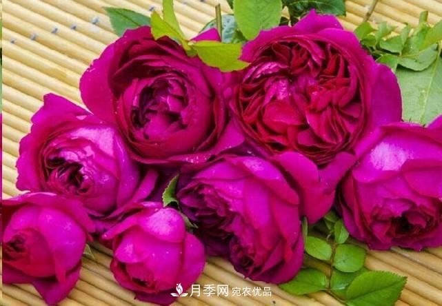 廣東種月季，首選這15種，一年花開10個月！(圖15)