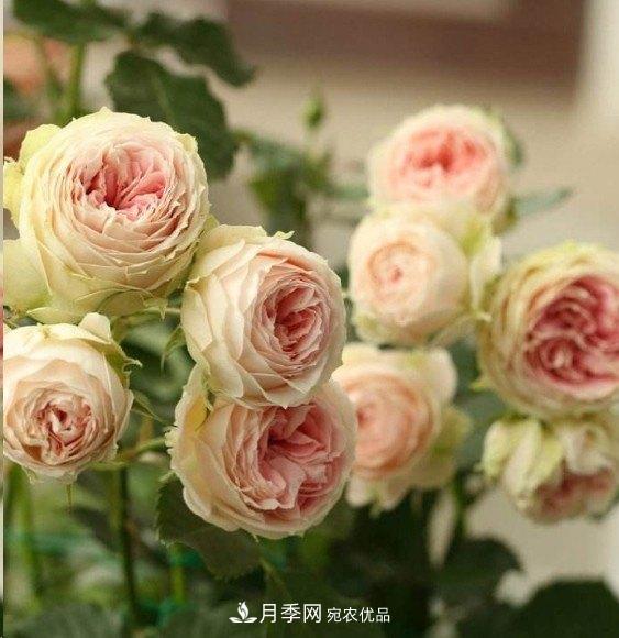 廣東種月季，首選這15種，一年花開10個月！(圖14)